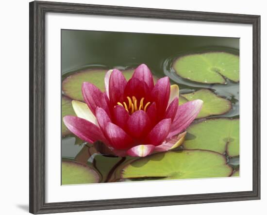 Water Lily and Pads in Woodland Park Zoo Rose Garden, Seattle, Washington, USA-Jamie & Judy Wild-Framed Photographic Print