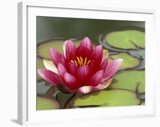 Water Lily and Pads in Woodland Park Zoo Rose Garden, Seattle, Washington, USA-Jamie & Judy Wild-Framed Photographic Print