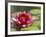 Water Lily and Pads in Woodland Park Zoo Rose Garden, Seattle, Washington, USA-Jamie & Judy Wild-Framed Photographic Print