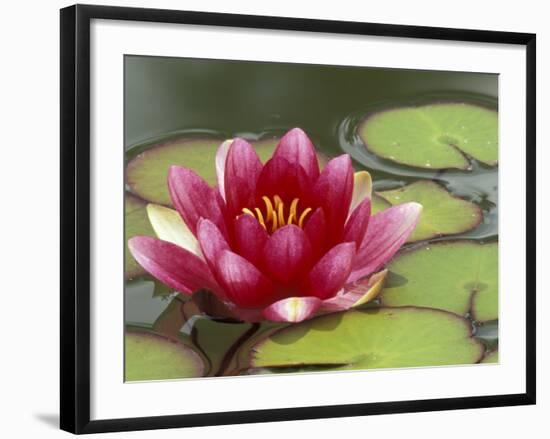 Water Lily and Pads in Woodland Park Zoo Rose Garden, Seattle, Washington, USA-Jamie & Judy Wild-Framed Photographic Print