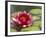 Water Lily and Pads in Woodland Park Zoo Rose Garden, Seattle, Washington, USA-Jamie & Judy Wild-Framed Photographic Print