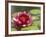 Water Lily and Pads in Woodland Park Zoo Rose Garden, Seattle, Washington, USA-Jamie & Judy Wild-Framed Photographic Print