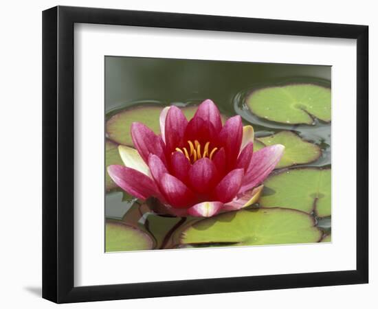 Water Lily and Pads in Woodland Park Zoo Rose Garden, Seattle, Washington, USA-Jamie & Judy Wild-Framed Photographic Print