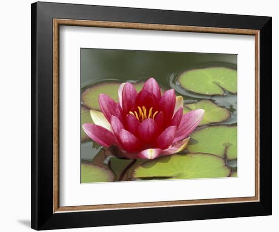 Water Lily and Pads in Woodland Park Zoo Rose Garden, Seattle, Washington, USA-Jamie & Judy Wild-Framed Photographic Print