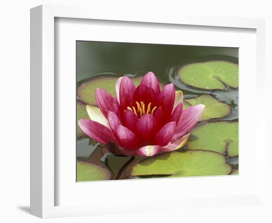 Water Lily and Pads in Woodland Park Zoo Rose Garden, Seattle, Washington, USA-Jamie & Judy Wild-Framed Photographic Print