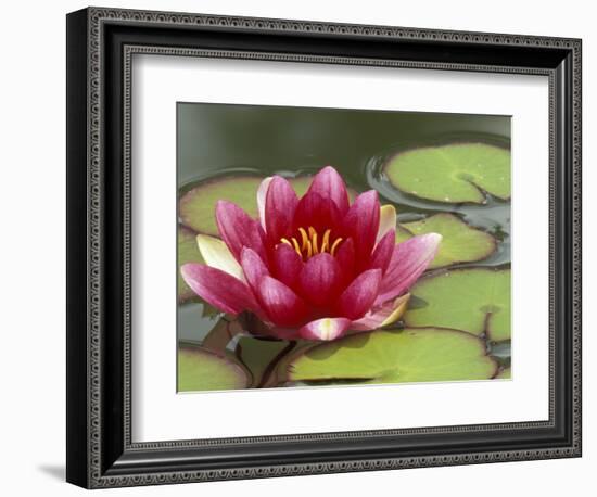 Water Lily and Pads in Woodland Park Zoo Rose Garden, Seattle, Washington, USA-Jamie & Judy Wild-Framed Photographic Print