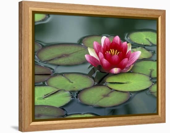 Water Lily and Pods at the Woodland Park Zoo Rose Garden, Washington, USA-Jamie & Judy Wild-Framed Premier Image Canvas