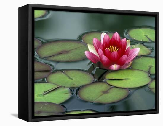 Water Lily and Pods at the Woodland Park Zoo Rose Garden, Washington, USA-Jamie & Judy Wild-Framed Premier Image Canvas