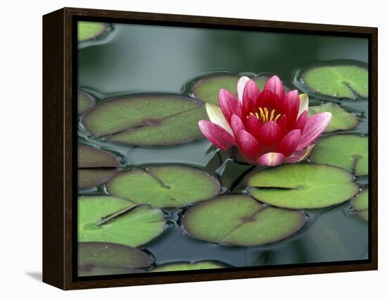 Water Lily and Pods at the Woodland Park Zoo Rose Garden, Washington, USA-Jamie & Judy Wild-Framed Premier Image Canvas