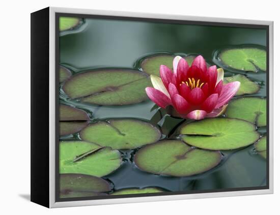 Water Lily and Pods at the Woodland Park Zoo Rose Garden, Washington, USA-Jamie & Judy Wild-Framed Premier Image Canvas
