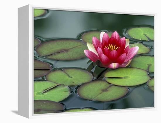 Water Lily and Pods at the Woodland Park Zoo Rose Garden, Washington, USA-Jamie & Judy Wild-Framed Premier Image Canvas