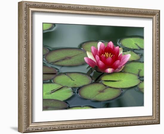 Water Lily and Pods at the Woodland Park Zoo Rose Garden, Washington, USA-Jamie & Judy Wild-Framed Photographic Print