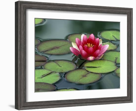 Water Lily and Pods at the Woodland Park Zoo Rose Garden, Washington, USA-Jamie & Judy Wild-Framed Photographic Print