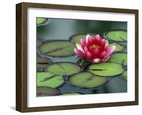 Water Lily and Pods at the Woodland Park Zoo Rose Garden, Washington, USA-Jamie & Judy Wild-Framed Photographic Print