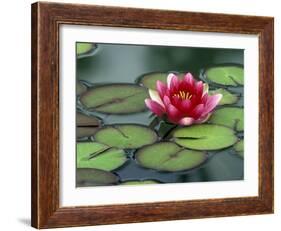 Water Lily and Pods at the Woodland Park Zoo Rose Garden, Washington, USA-Jamie & Judy Wild-Framed Photographic Print