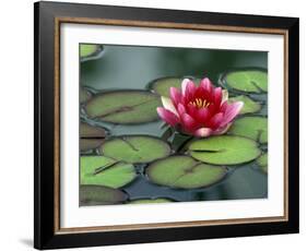 Water Lily and Pods at the Woodland Park Zoo Rose Garden, Washington, USA-Jamie & Judy Wild-Framed Photographic Print