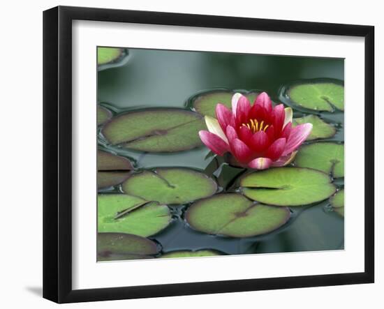 Water Lily and Pods at the Woodland Park Zoo Rose Garden, Washington, USA-Jamie & Judy Wild-Framed Photographic Print