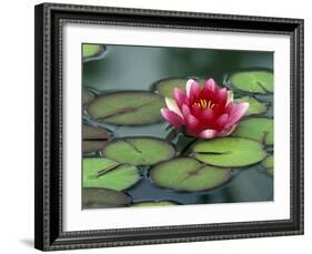 Water Lily and Pods at the Woodland Park Zoo Rose Garden, Washington, USA-Jamie & Judy Wild-Framed Photographic Print