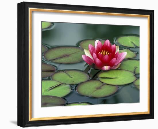 Water Lily and Pods at the Woodland Park Zoo Rose Garden, Washington, USA-Jamie & Judy Wild-Framed Photographic Print