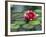 Water Lily and Pods at the Woodland Park Zoo Rose Garden, Washington, USA-Jamie & Judy Wild-Framed Photographic Print