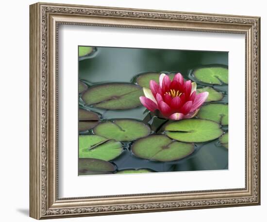 Water Lily and Pods at the Woodland Park Zoo Rose Garden, Washington, USA-Jamie & Judy Wild-Framed Photographic Print