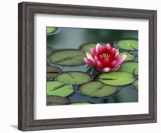 Water Lily and Pods at the Woodland Park Zoo Rose Garden, Washington, USA-Jamie & Judy Wild-Framed Photographic Print