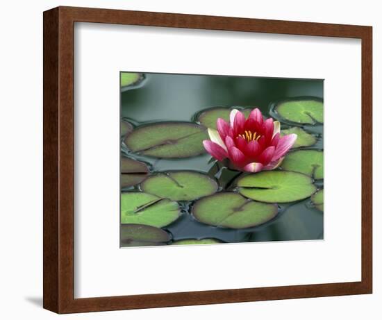 Water Lily and Pods at the Woodland Park Zoo Rose Garden, Washington, USA-Jamie & Judy Wild-Framed Photographic Print