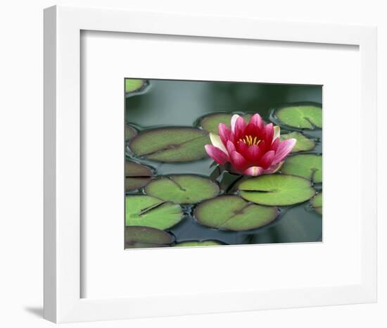 Water Lily and Pods at the Woodland Park Zoo Rose Garden, Washington, USA-Jamie & Judy Wild-Framed Photographic Print