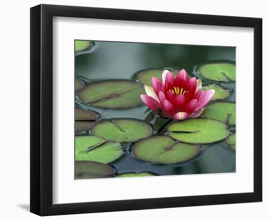 Water Lily and Pods at the Woodland Park Zoo Rose Garden, Washington, USA-Jamie & Judy Wild-Framed Photographic Print