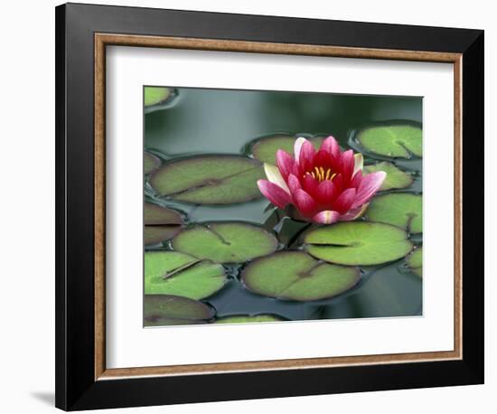 Water Lily and Pods at the Woodland Park Zoo Rose Garden, Washington, USA-Jamie & Judy Wild-Framed Photographic Print