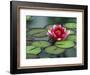 Water Lily and Pods at the Woodland Park Zoo Rose Garden, Washington, USA-Jamie & Judy Wild-Framed Photographic Print