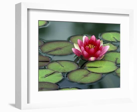 Water Lily and Pods at the Woodland Park Zoo Rose Garden, Washington, USA-Jamie & Judy Wild-Framed Photographic Print