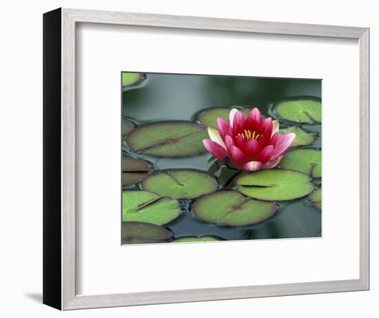 Water Lily and Pods at the Woodland Park Zoo Rose Garden, Washington, USA-Jamie & Judy Wild-Framed Photographic Print