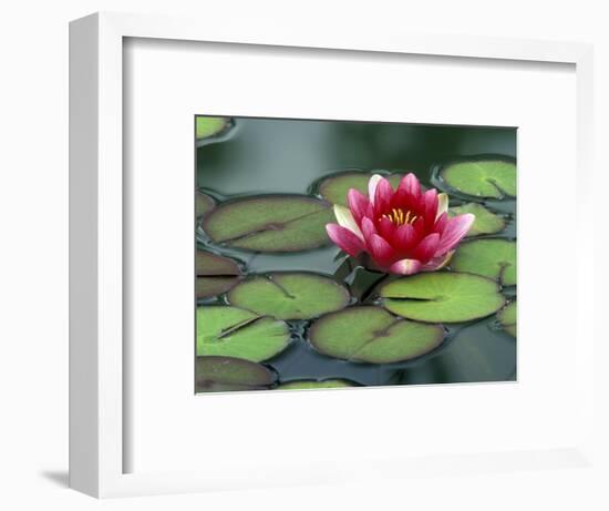 Water Lily and Pods at the Woodland Park Zoo Rose Garden, Washington, USA-Jamie & Judy Wild-Framed Photographic Print