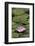 Water Lily at Rapaura Water Gardens-Stuart-Framed Photographic Print