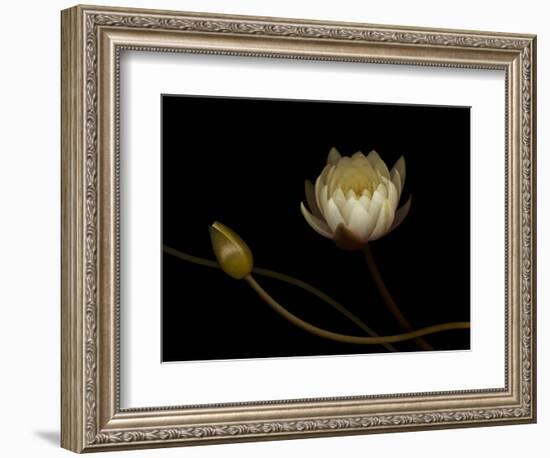 Water Lily B: Floating Water Lily Blossom-Doris Mitsch-Framed Photographic Print