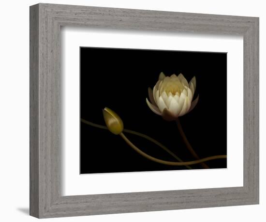 Water Lily B: Floating Water Lily Blossom-Doris Mitsch-Framed Photographic Print