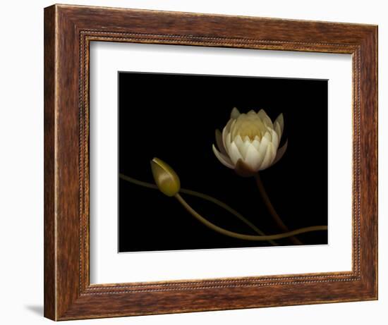 Water Lily B: Floating Water Lily Blossom-Doris Mitsch-Framed Photographic Print