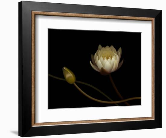 Water Lily B: Floating Water Lily Blossom-Doris Mitsch-Framed Photographic Print