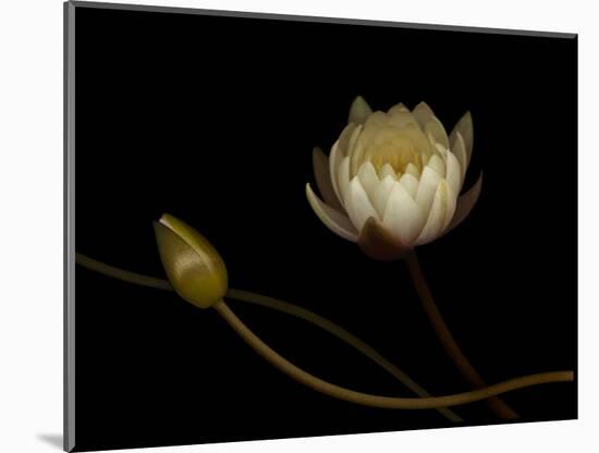Water Lily B: Floating Water Lily Blossom-Doris Mitsch-Mounted Photographic Print