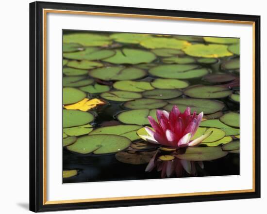 Water Lily Bloom, Woodland Park Rose Garden, Seattle, Washington, USA-Darrell Gulin-Framed Photographic Print