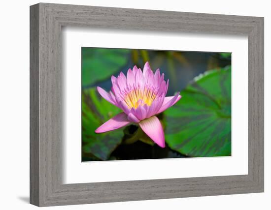 Water Lily, Blossom, Pink, Leaves, Detail, Blur-Alexander Georgiadis-Framed Photographic Print