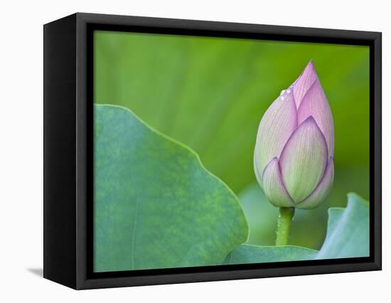 Water Lily Bud in Shinobazu Pond in Tokyo-null-Framed Premier Image Canvas