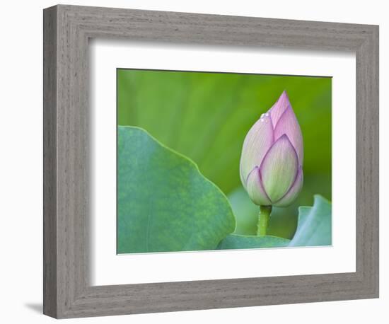 Water Lily Bud in Shinobazu Pond in Tokyo-null-Framed Photographic Print