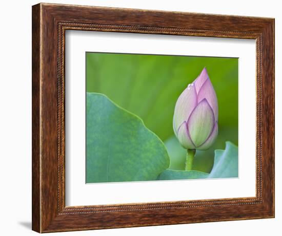 Water Lily Bud in Shinobazu Pond in Tokyo-null-Framed Photographic Print