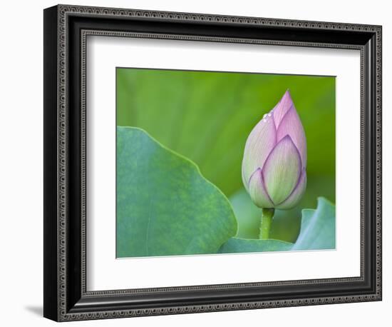 Water Lily Bud in Shinobazu Pond in Tokyo-null-Framed Photographic Print