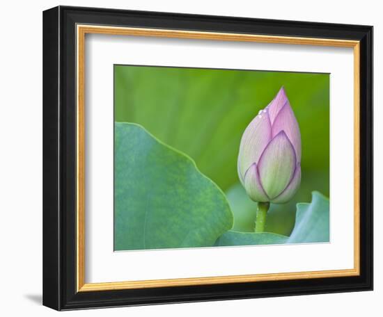 Water Lily Bud in Shinobazu Pond in Tokyo-null-Framed Photographic Print