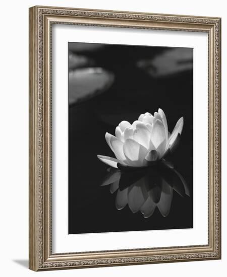 Water Lily BW-István Nagy-Framed Photographic Print