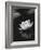 Water Lily BW-István Nagy-Framed Photographic Print