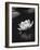 Water Lily BW-István Nagy-Framed Photographic Print